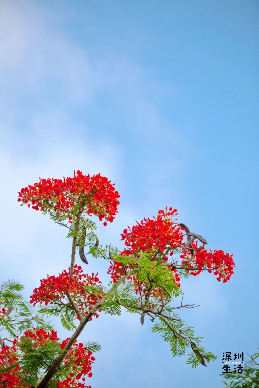 凤凰花又开错过再等2年深圳全城花痴