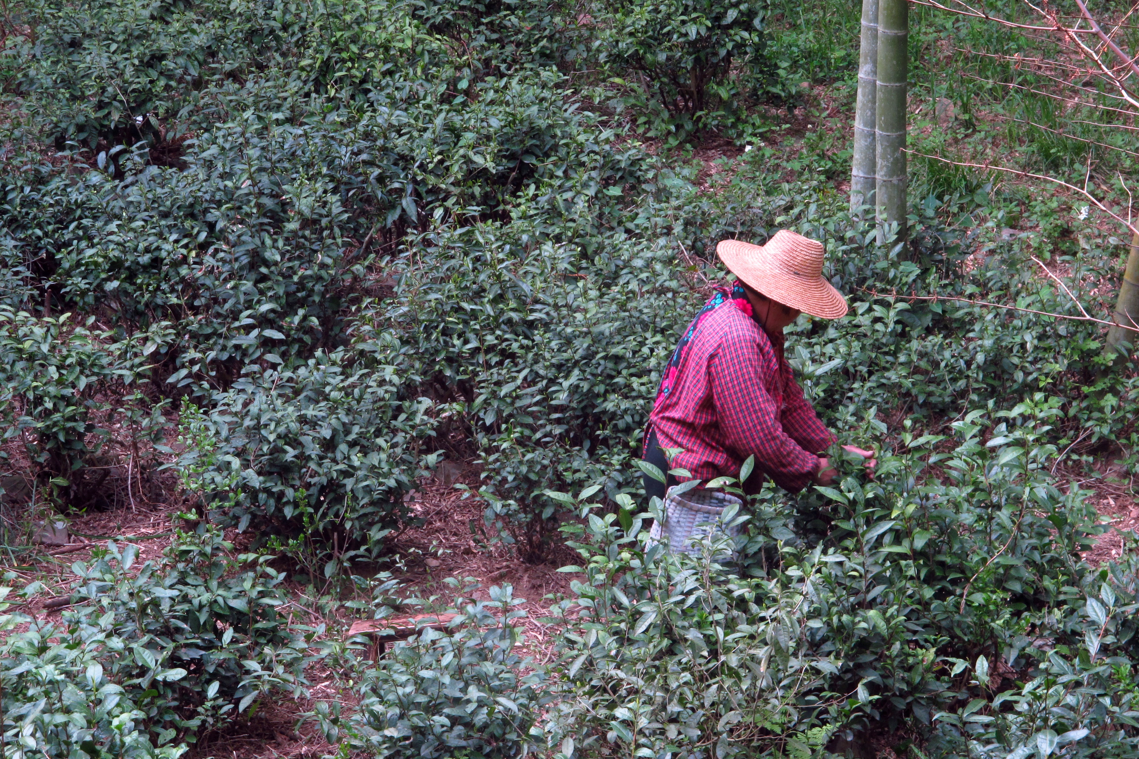 国际茶日,了解一下顾渚山的唐代贡茶_顾渚紫