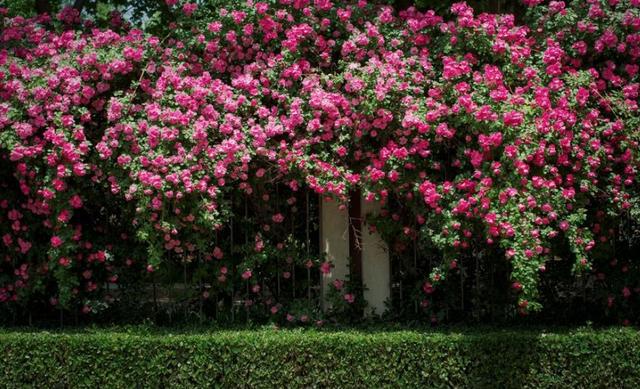 蔷薇和月季花是同一种吗 e5e6e2c526384c19a2cbe0837400e199.jpeg