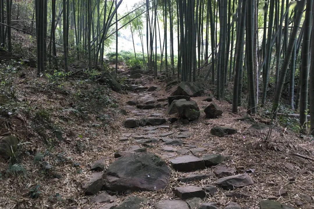 国际茶日,了解一下顾渚山的唐代贡茶_顾渚紫