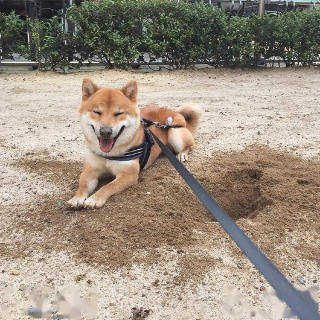 一只老爱贱笑的柴犬,笑起来像个表情包,让人忍不住想揪它小肥脸