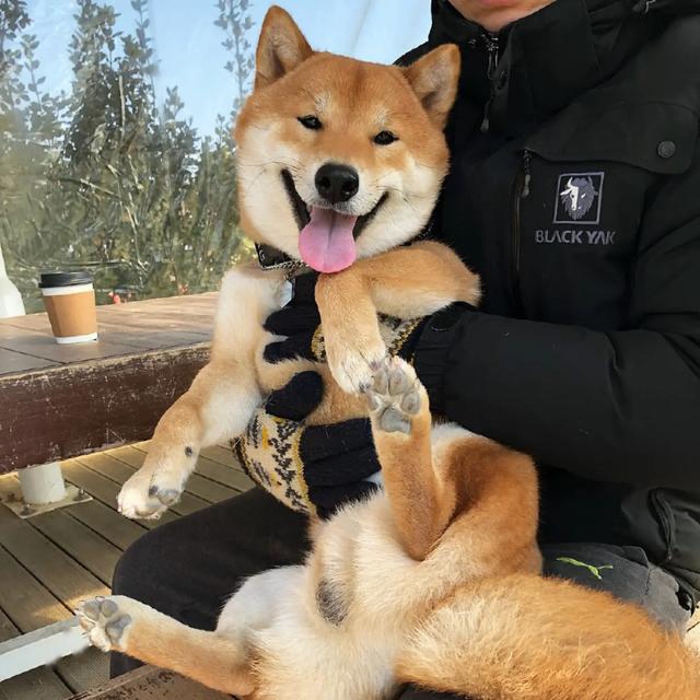 一只老爱贱笑的柴犬,笑起来像个表情包,让人忍不住想揪它小肥脸