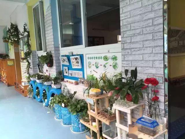 「植物」让种植成为孩子探索自然的起点！【植物角】60种植物角新玩法