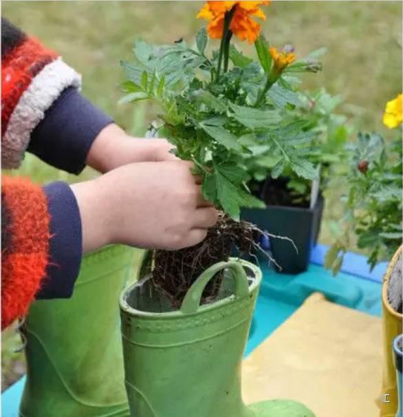 「植物」让种植成为孩子探索自然的起点！【植物角】60种植物角新玩法