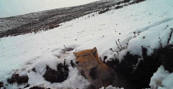 藏狐.说起它的名字,你就能会心一笑.