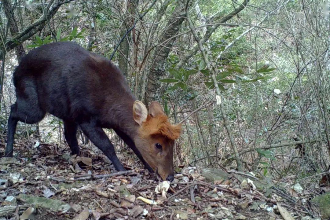 国际生物多样性日江山版神奇动物第二波来袭