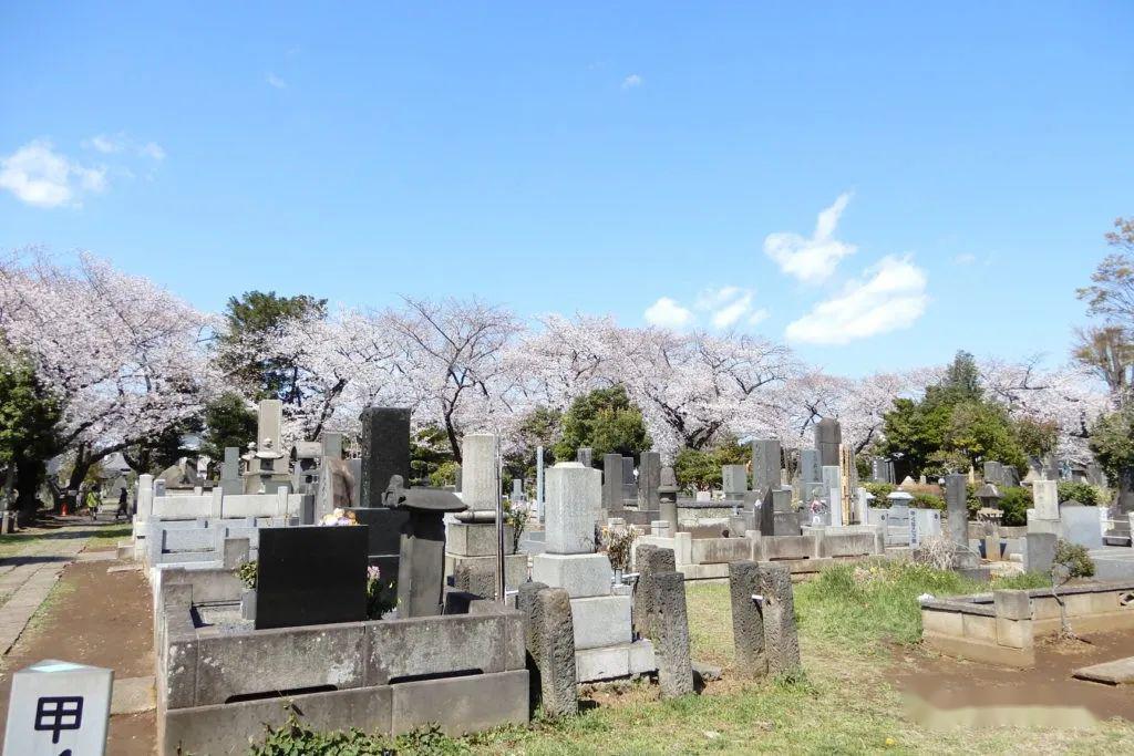 日本人墓地赏樱花的怪行为疫情后你可能会理解了