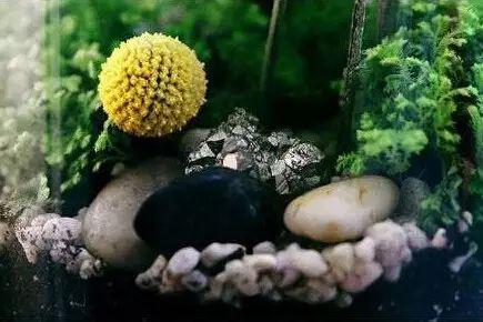 「植物」让种植成为孩子探索自然的起点！【植物角】60种植物角新玩法