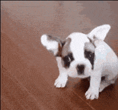 搞笑gif图:好尴尬啊,是不是很惊喜