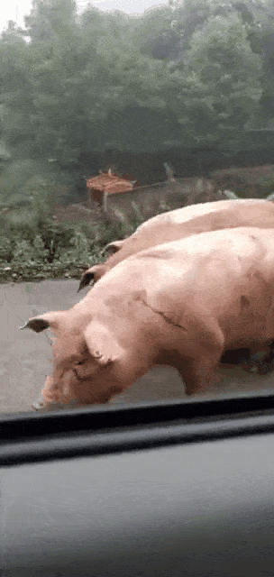 丰顺一大货车发生侧翻,满地肥猪跑.