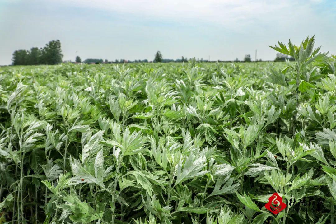 有的清香蓝天白云下 一株株艾叶长势喜人成片的艾草在烈日下生长茂盛