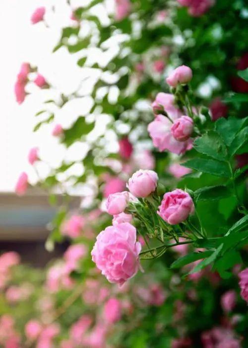 蔷薇花几月份开始落叶 e498cc1acadb468d935a98651cb20d65.jpeg