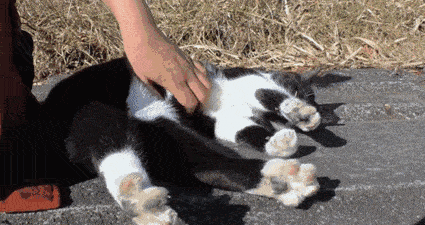 卑微小猫咪,在线翻肚皮求摸?猫一脚踢开主人——