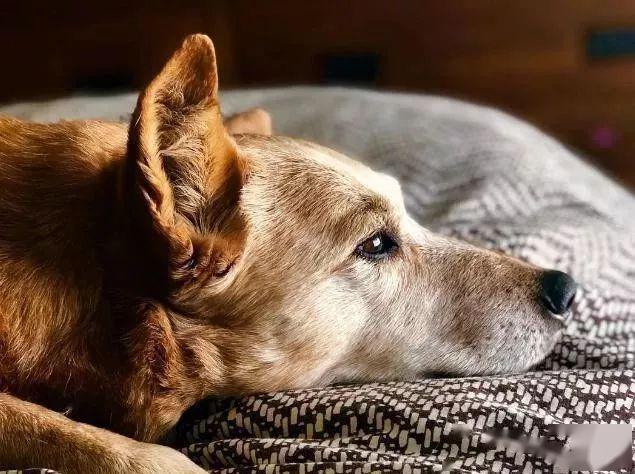 怎么教狗狗说话 8834847060c04ced9680312f2acf5f9d.jpeg