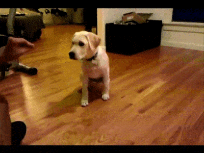 值得收藏的 拉布拉多 训练动作gif图