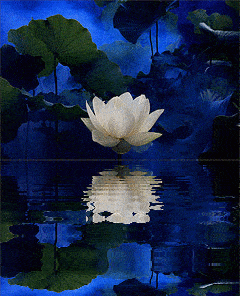 9db08ffae8eb4f44ad097787f64299fa.gif