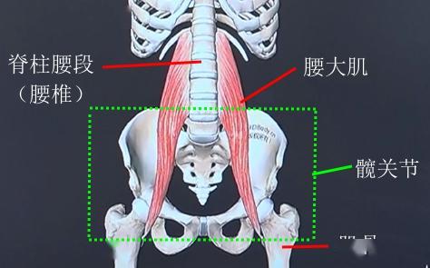 正视图:腰大肌位置
