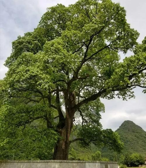 云南发现30米高珍稀巨树,已有200年树龄,发现之前全国只有6棵