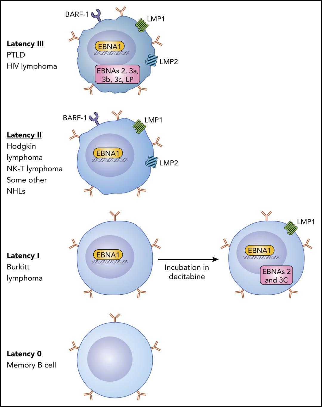 eb病毒感染,b细胞和t/nk细胞