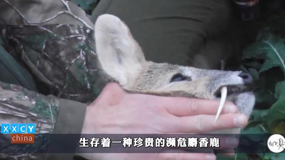 传说被吸血鬼亲吻过的麝香鹿,两个獠牙像吸血鬼一样,行踪隐秘