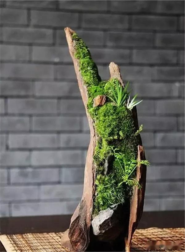 一处青苔，美了一个院子