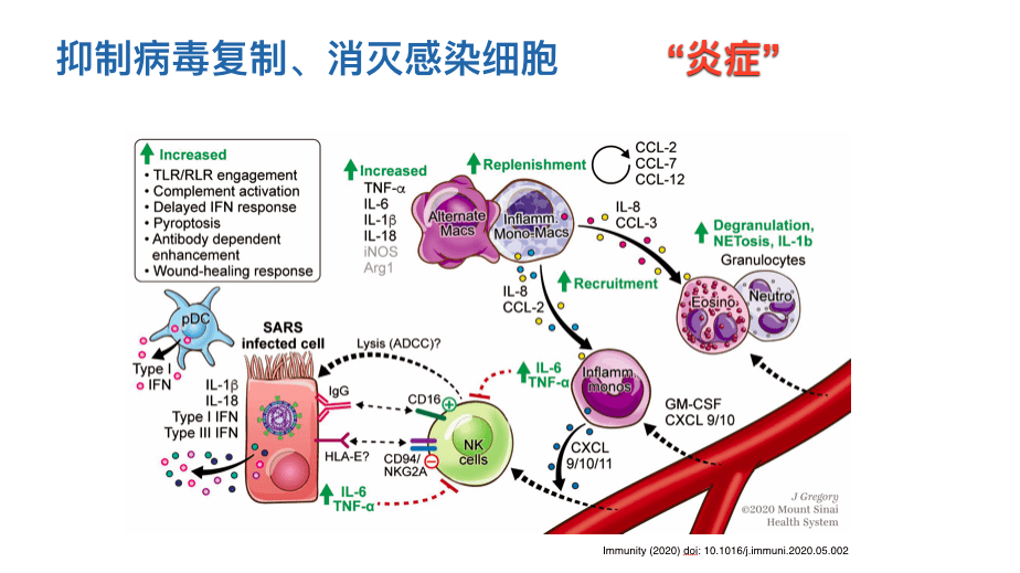 细胞中的GDP是怎样产生的_工作细胞血小板图片