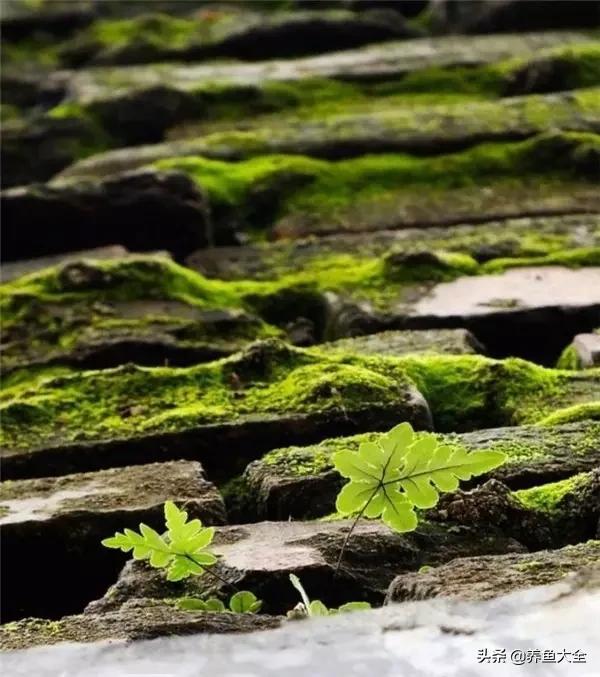 一处青苔，美了一个院子