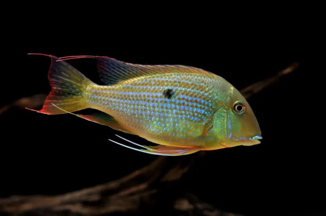 geophagus 珠母丽鱼属