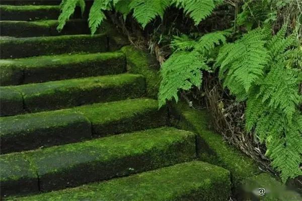 一处青苔，美了一个院子