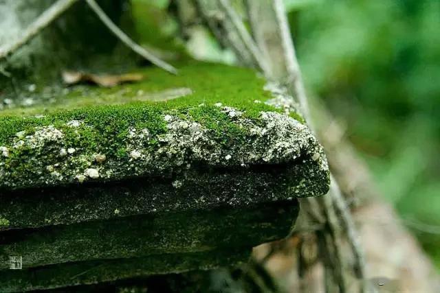 一处青苔，美了一个院子