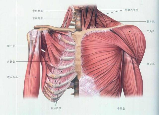 可使举起的上肢后伸,促进呼吸;收缩能使肩关节屈曲 三部分:锁骨部,胸
