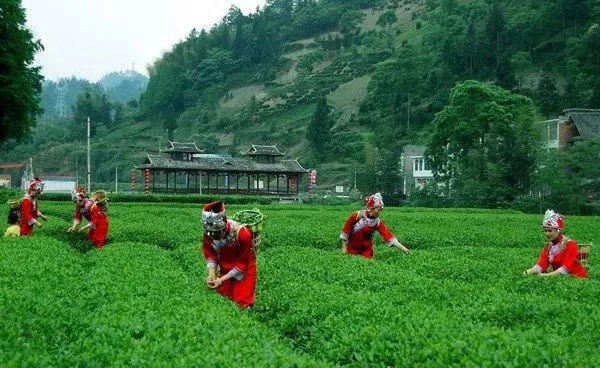 利川,生产加工红茶已有