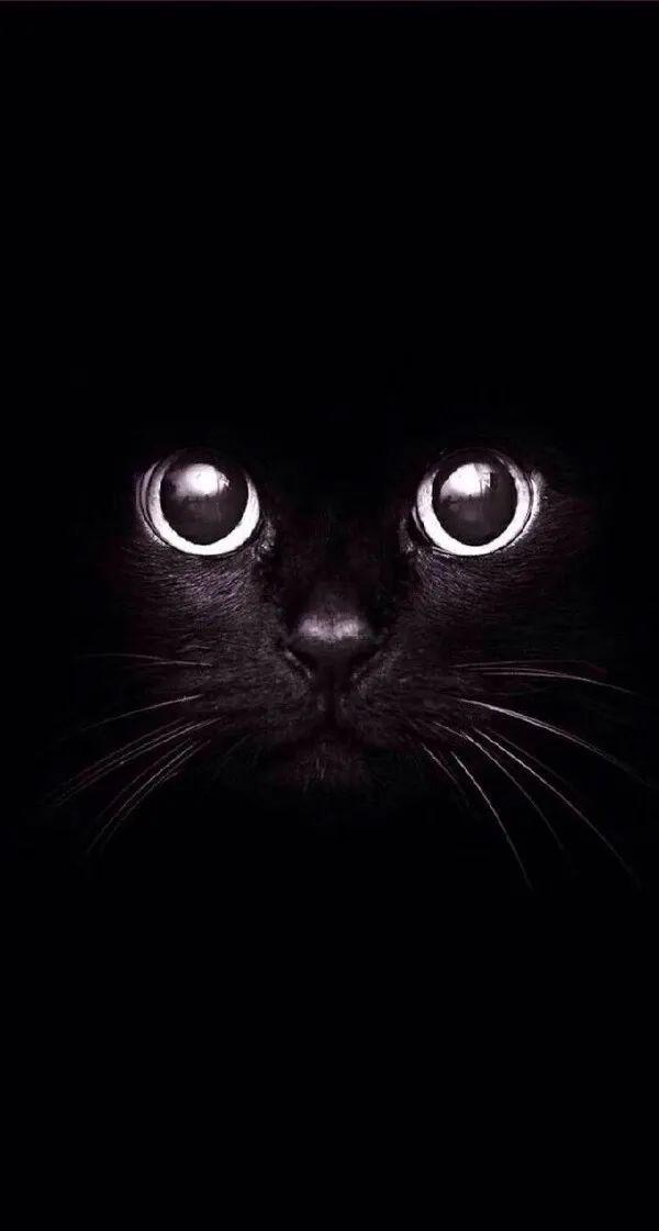 夜梦双猫，男生梦到白猫黑猫，潜意识的黑白对话与人生启示