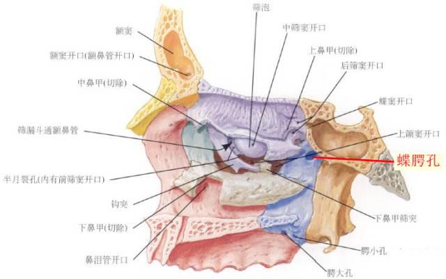 外:翼上颌裂---颞下窝下:翼腭管---腭大,小孔---口腔翼腭窝连续ct