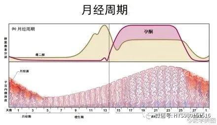 42,月经周期