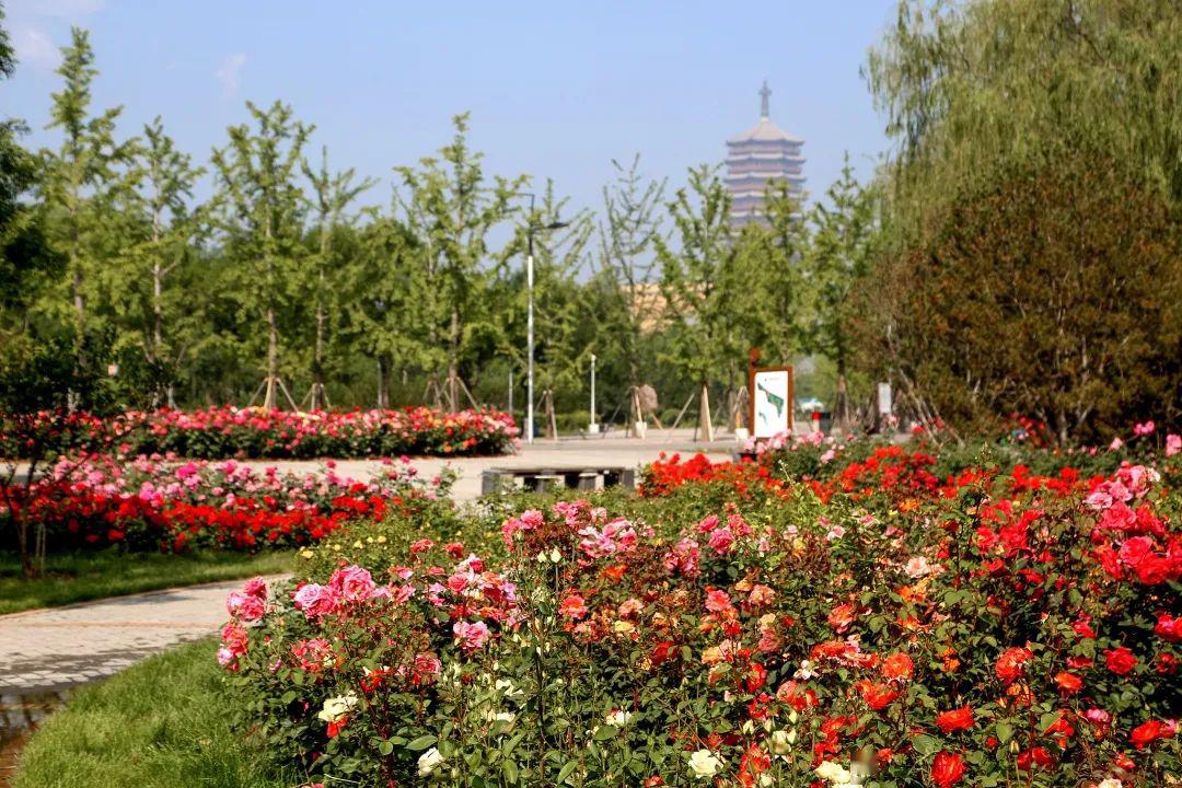 丰台赏花好去处!在北京园博园徜徉月季花海 感受园林文化