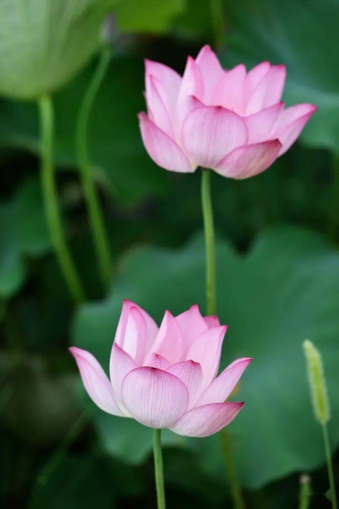 小荷才露尖尖角猜一成语_小荷才露尖尖角图片(2)