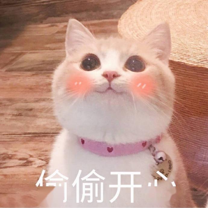 乖乖! 原来小猫咪真的在夜晚偷偷保护着我!