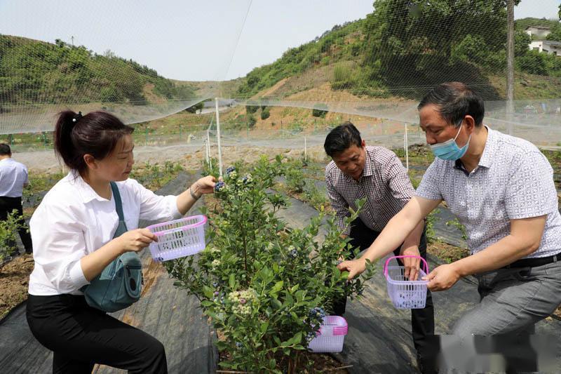湖北竹山:百亩蓝莓进入采摘季