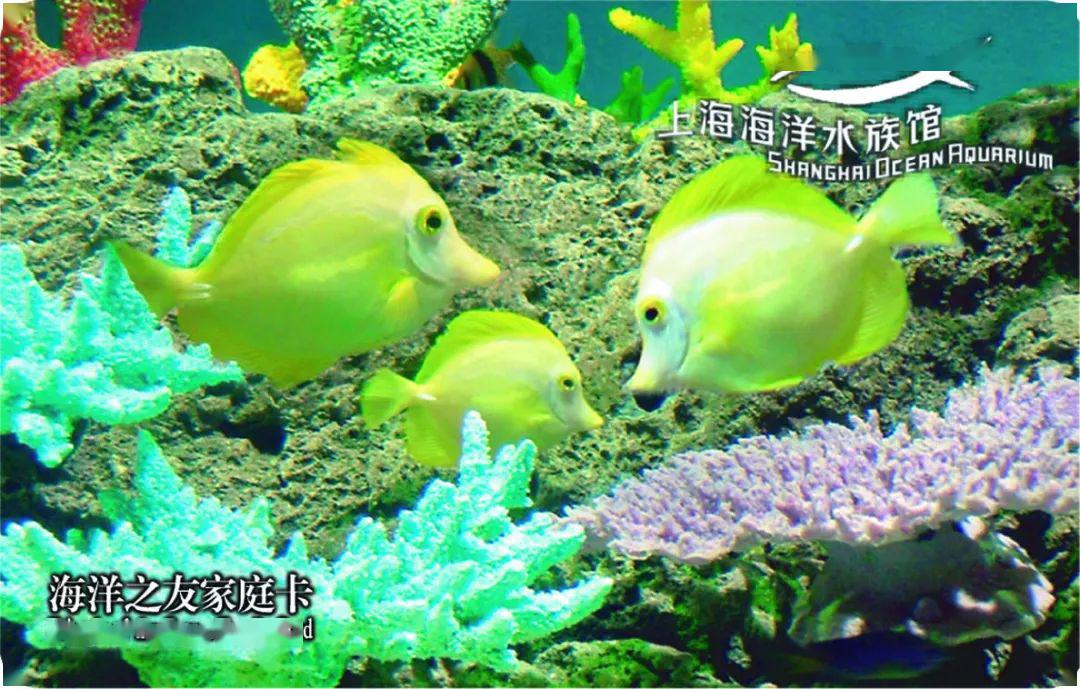 梦见在鱼身上坐着脚在水里，探索梦境的奥秘与周公解梦