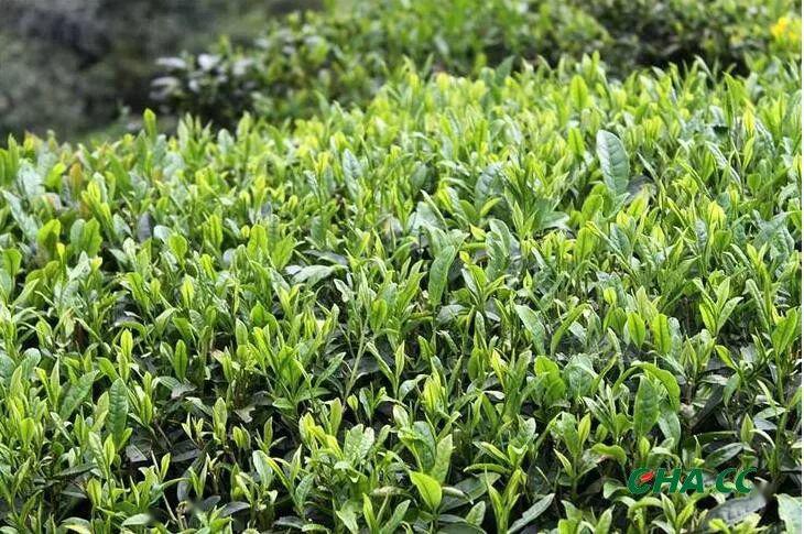 龙8long8唯一官方网站茶叶技术培训方案茶叶知识茶叶发展历史阶段我国茶产业发展