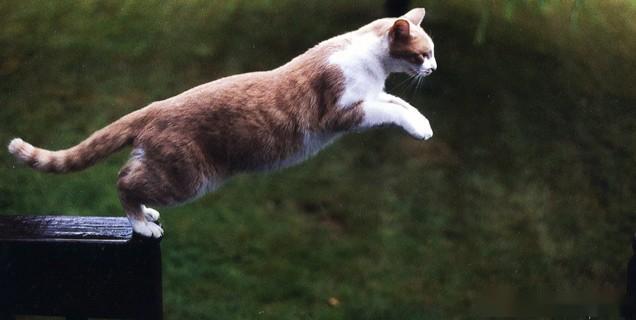 猫咪的跳跃能力,很强大!然而猫不愿跳跃的话,需要考虑