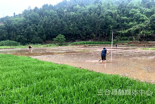 新生镇:扶贫产业提档升级林下种植增加效益_水稻