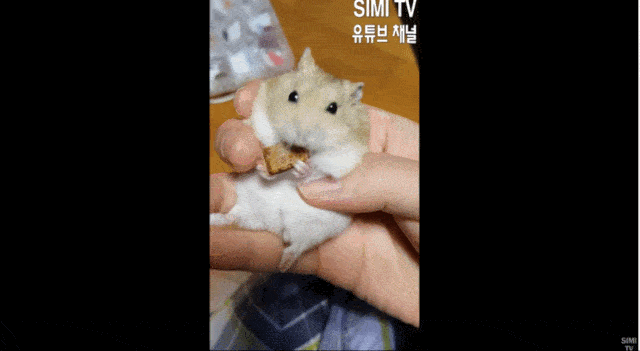 f9492907894d4201a2d70de979ea698c.gif