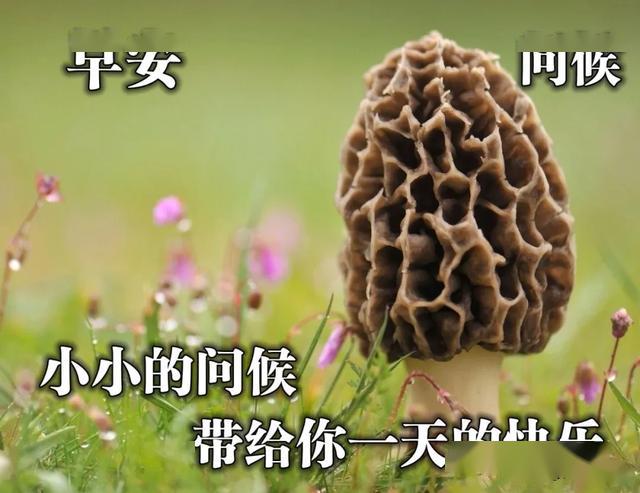 祝福平安吉祥的早安问候 新的一天清晨问候图片