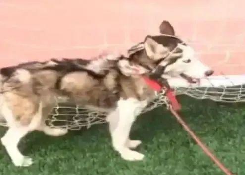遛狗时哈士奇突然不动了,宠主走近后却笑到肚子疼!