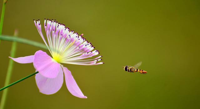 拍花侧逆光,慢门显动感