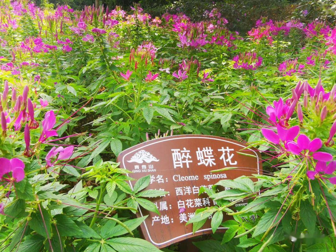 蝴蝶翩舞其间,光是名字就让人向往:醉蝶花,醉蝶花飞舞-夏日精灵赶紧