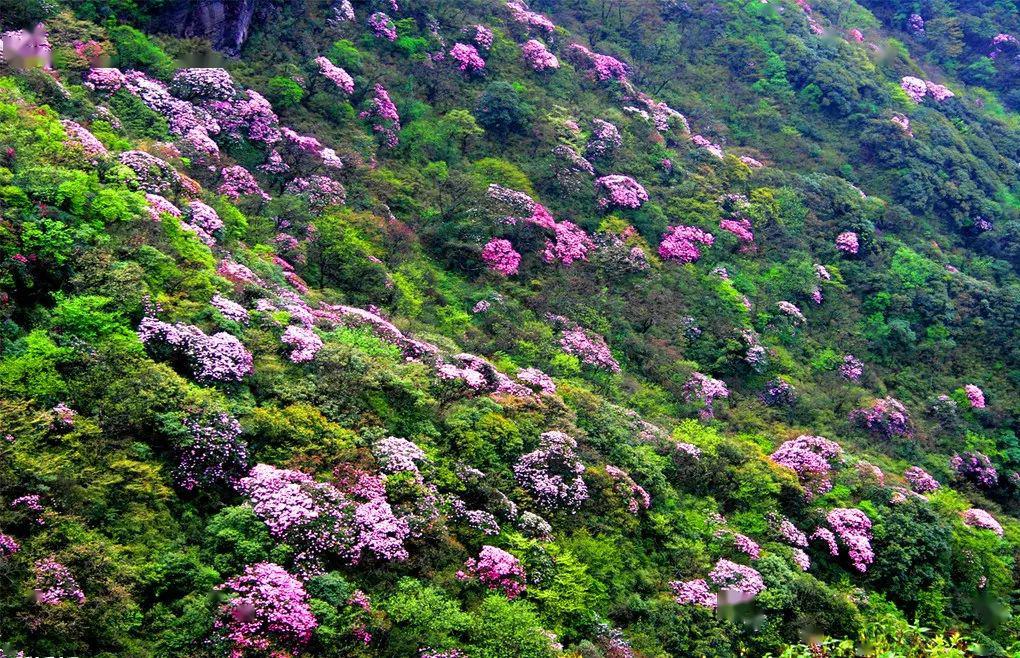 远眺遍山花海涟漪 如果你没到过瓦屋山 你可能不会知道 纳雍杜鹃花