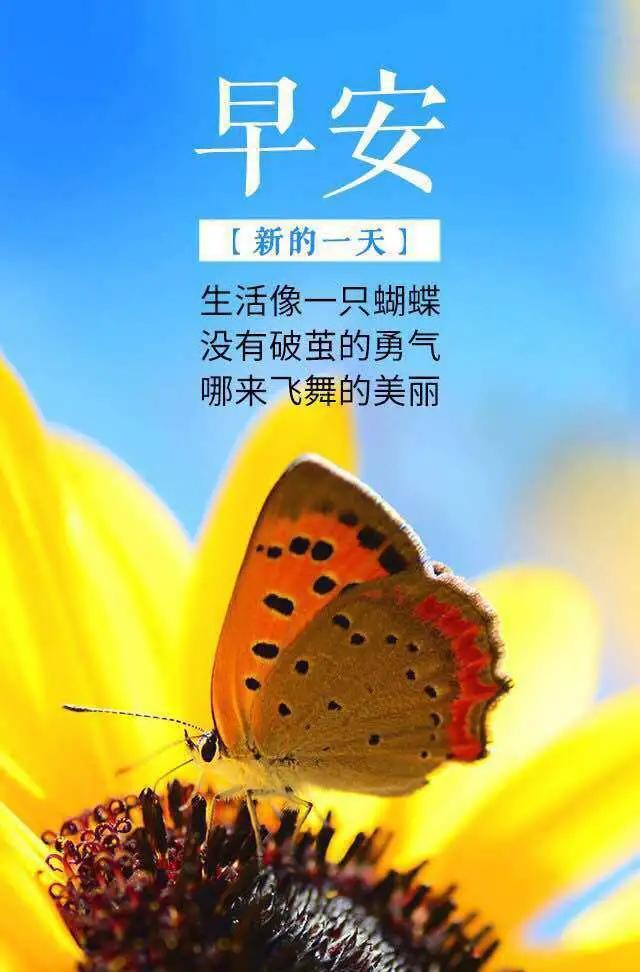 每天都有美好降临,愿你在这样的时光中不负芳华,一往直前,早安